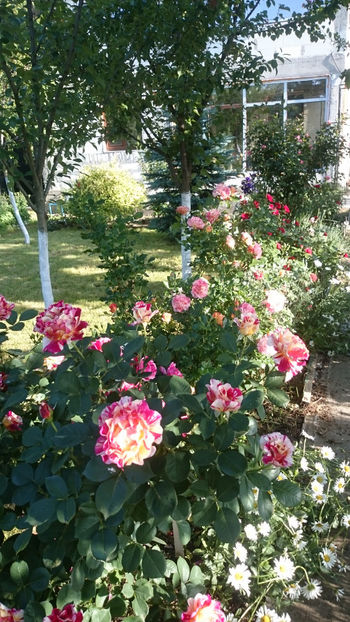  - Gradina si trandafirii 2018 - I Mai