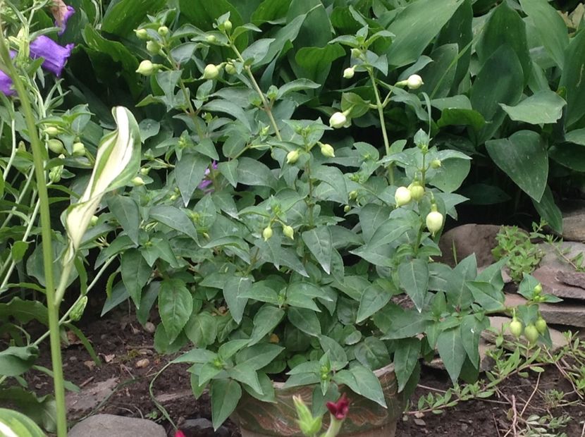  - Jollie La Grande Avignon