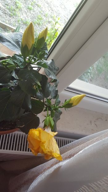  - Hibiscus Adonicus Yellow