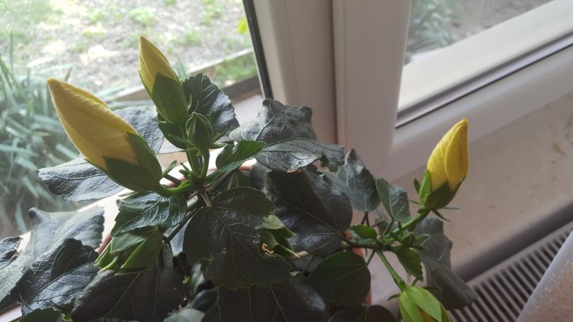  - Hibiscus Adonicus Yellow