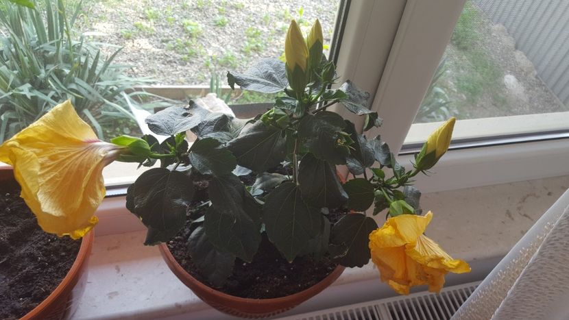  - Hibiscus Adonicus Yellow