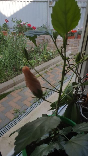  - Hibiscus roz batut 2020