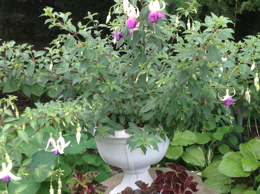  - Fuchsia 2018