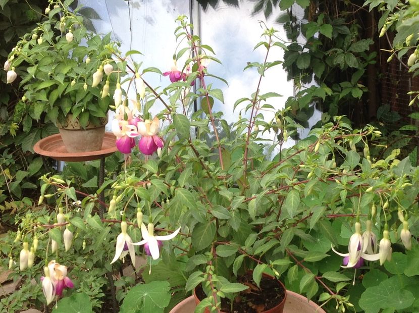  - Fuchsia 2018