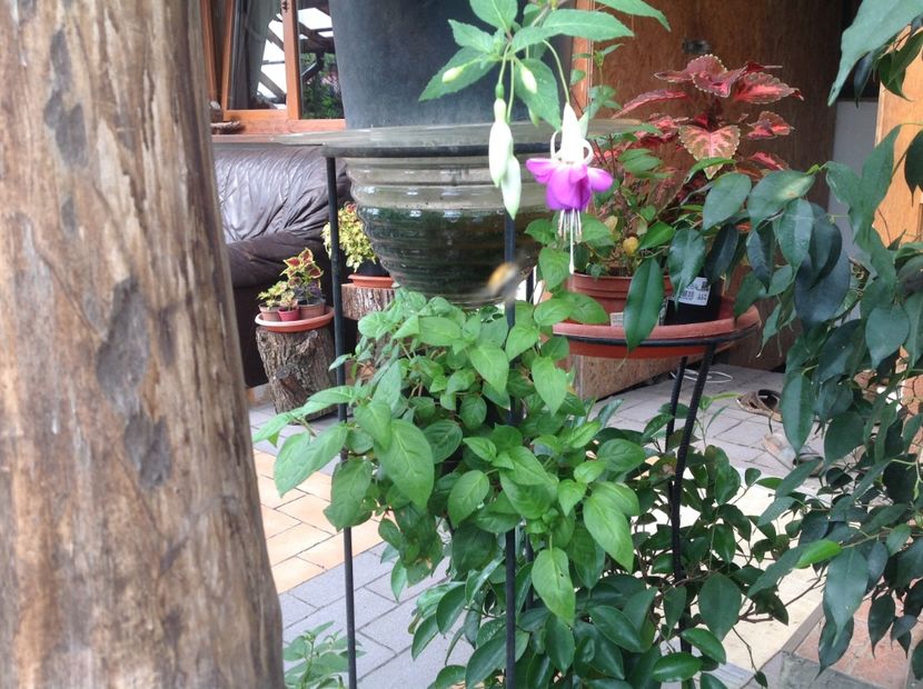  - Fuchsia 2018