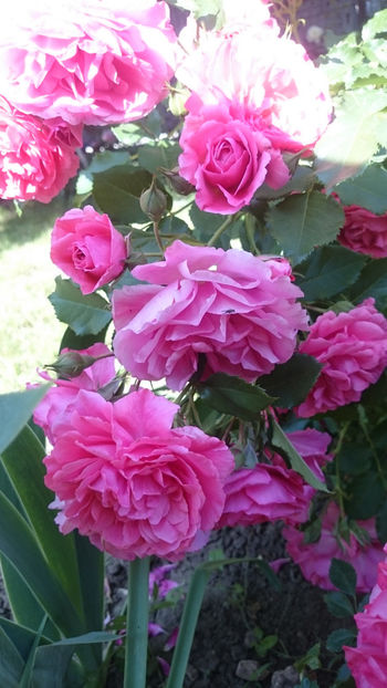 Rosarium Uetersen - Gradina si trandafirii 2018 - I Mai