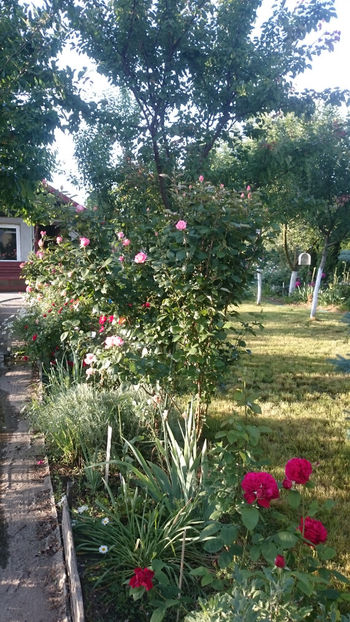  - Gradina si trandafirii 2018 - I Mai