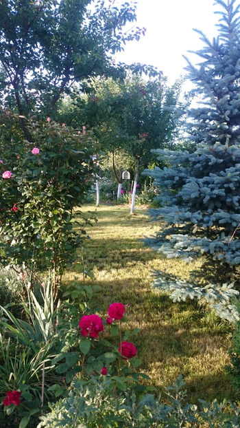  - Gradina si trandafirii 2018 - I Mai