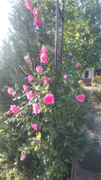 Coral Dawn - Gradina si trandafirii 2018 - I Mai