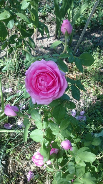 Comte de Chambord - Gradina si trandafirii 2018 - I Mai