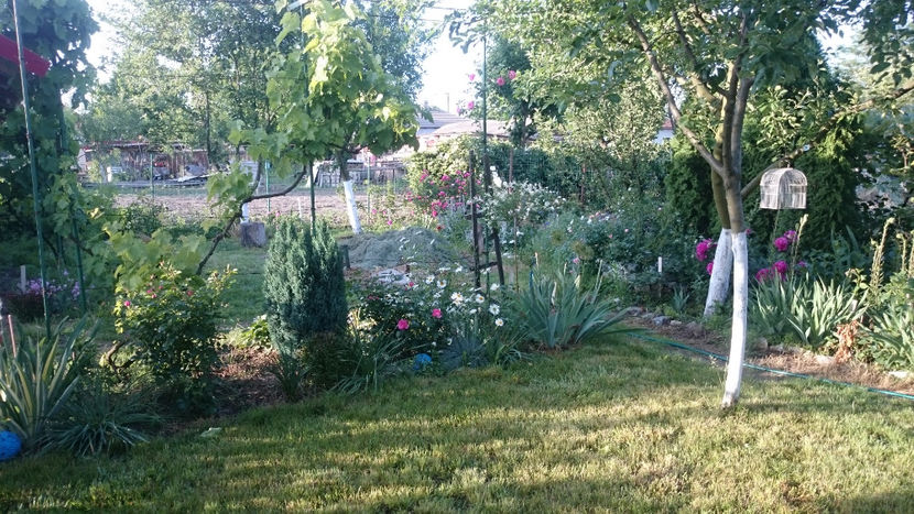  - Gradina si trandafirii 2018 - I Mai