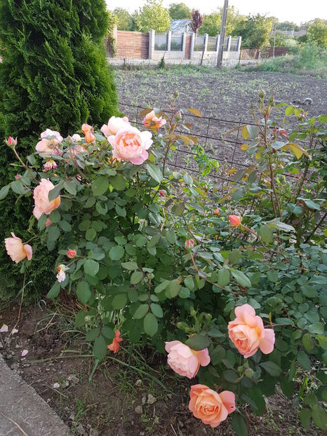 Lady Emma Hamilton - Gradina si trandafirii 2018 - I Mai