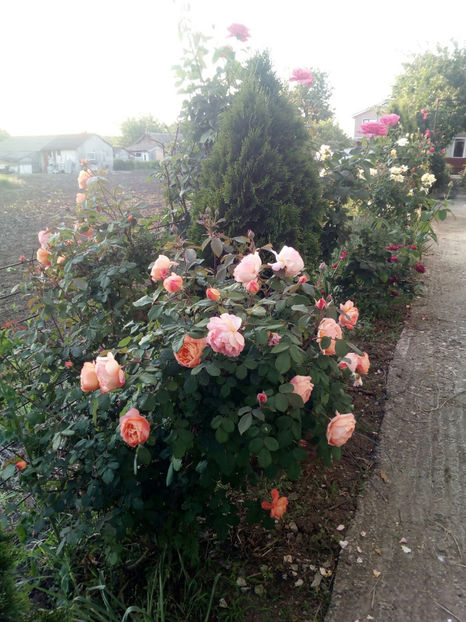  - Gradina si trandafirii 2018 - I Mai