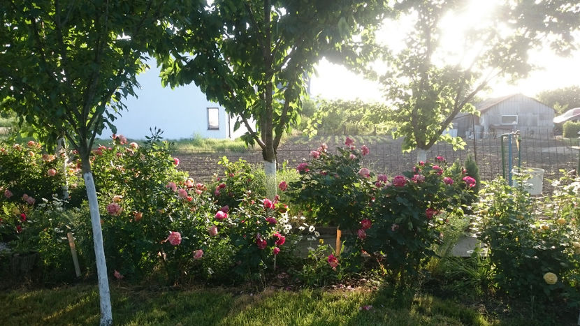  - Gradina si trandafirii 2018 - I Mai