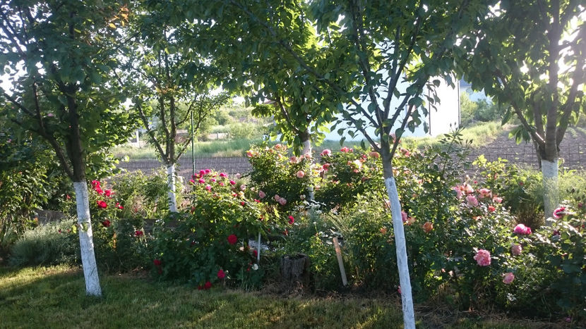  - Gradina si trandafirii 2018 - I Mai