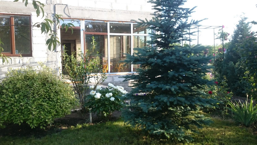 - Gradina si trandafirii 2018 - I Mai