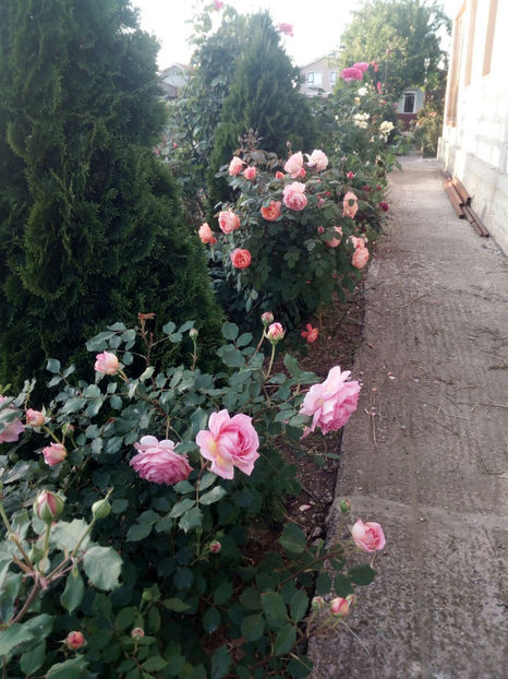  - Gradina si trandafirii 2018 - I Mai