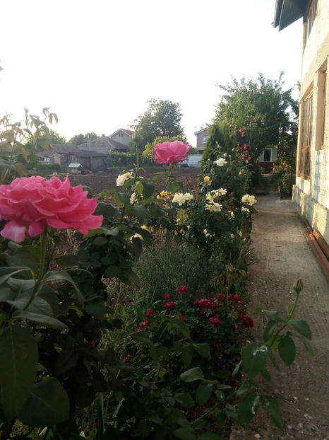 Caprice de Meilland - Gradina si trandafirii 2018 - I Mai