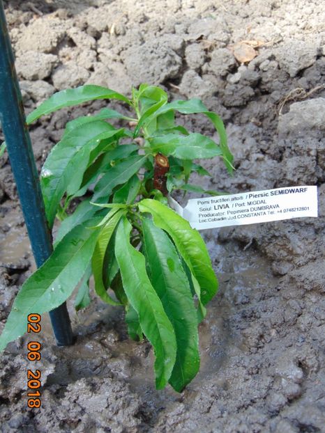  - Piersici si Nectarini DWARF