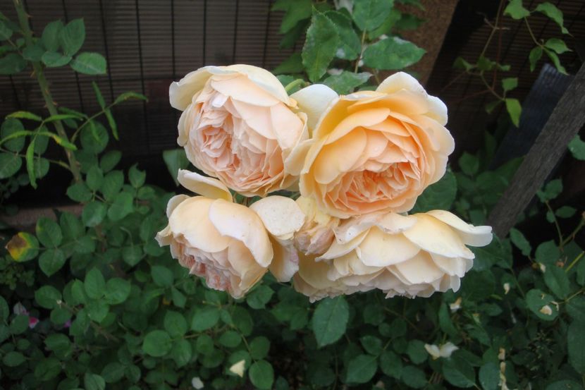  - Crown Princess Margareta