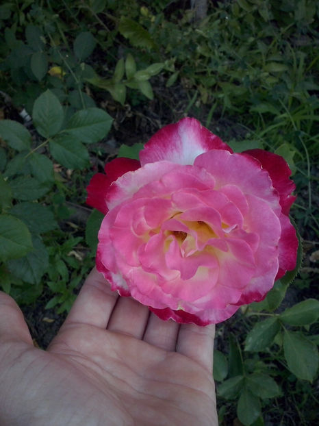 Double Delight - Trandafiri 2018-IV