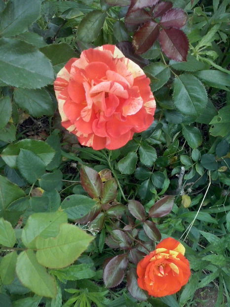 CAM02222 - Trandafiri 2018-IV