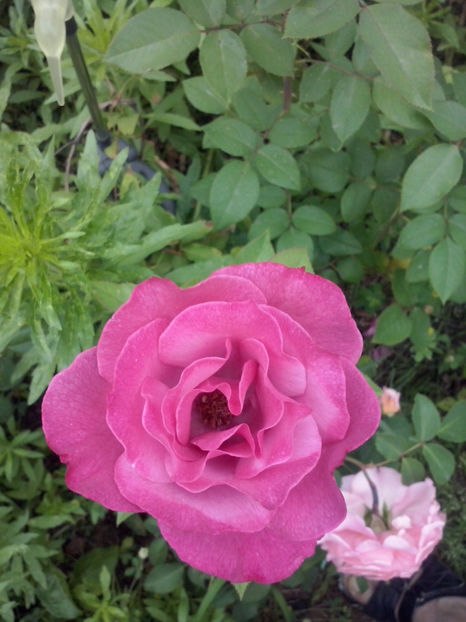 CAM02234 - Trandafiri 2018-IV