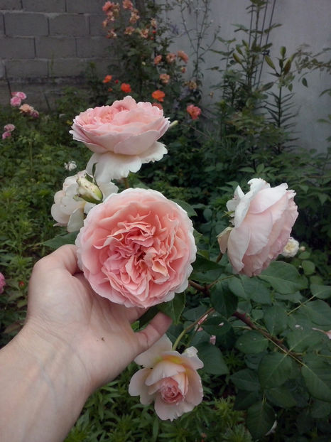 Abraham Darby - Trandafiri 2018-IV