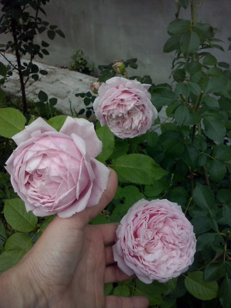 Spirit of Freedom - Trandafiri 2018-IV