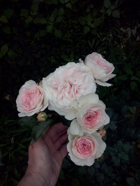 CAM02245 - Trandafiri 2018-IV