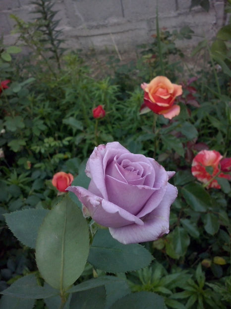 CAM02255 - Trandafiri 2018-IV