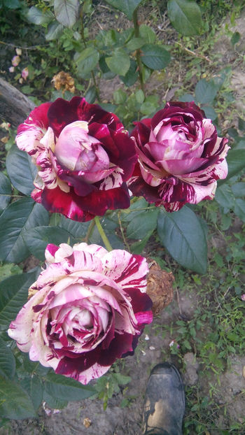 J Iglesias - Trandafiri 2018