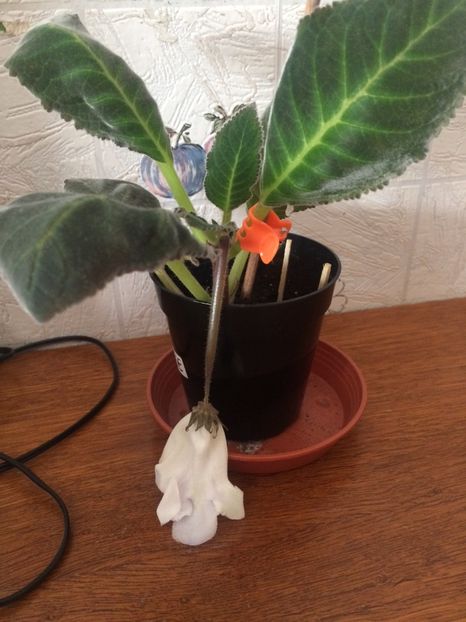 2018-Care e motivul? - Gloxinia Larissa