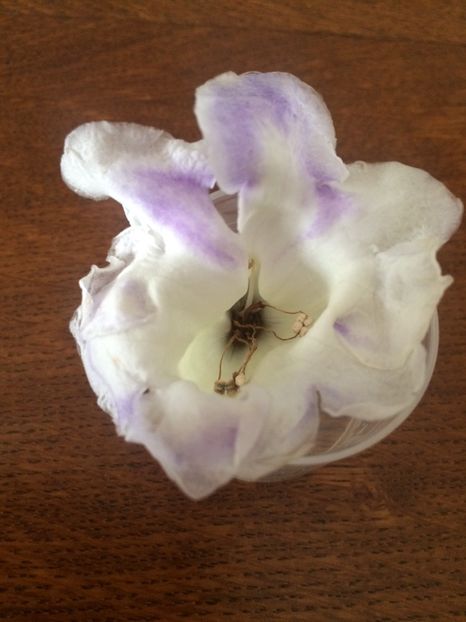 2018 - Gloxinia Larissa