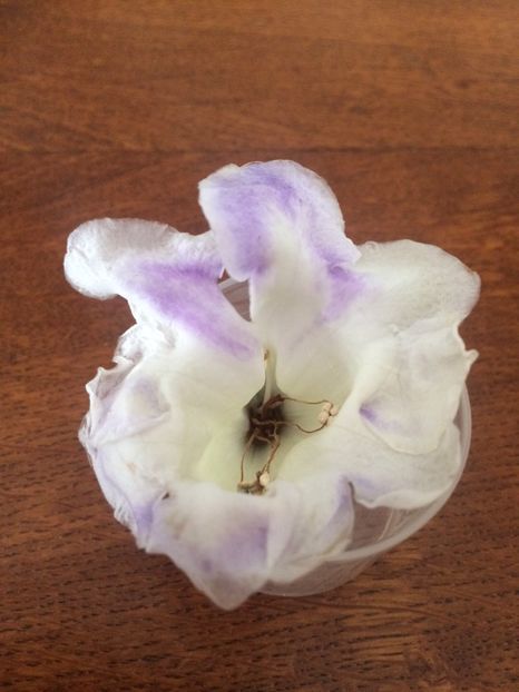 2018-am deschis-o cu mâna - Gloxinia Larissa