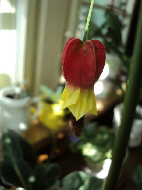 poze 2015 227 - ABUTILON