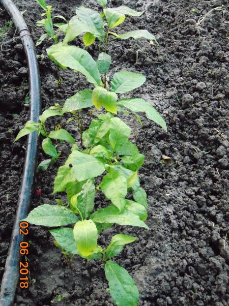 plantate din iarna ... - Nuci PECAN