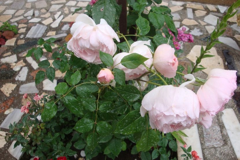  - The Wedgewood Rose