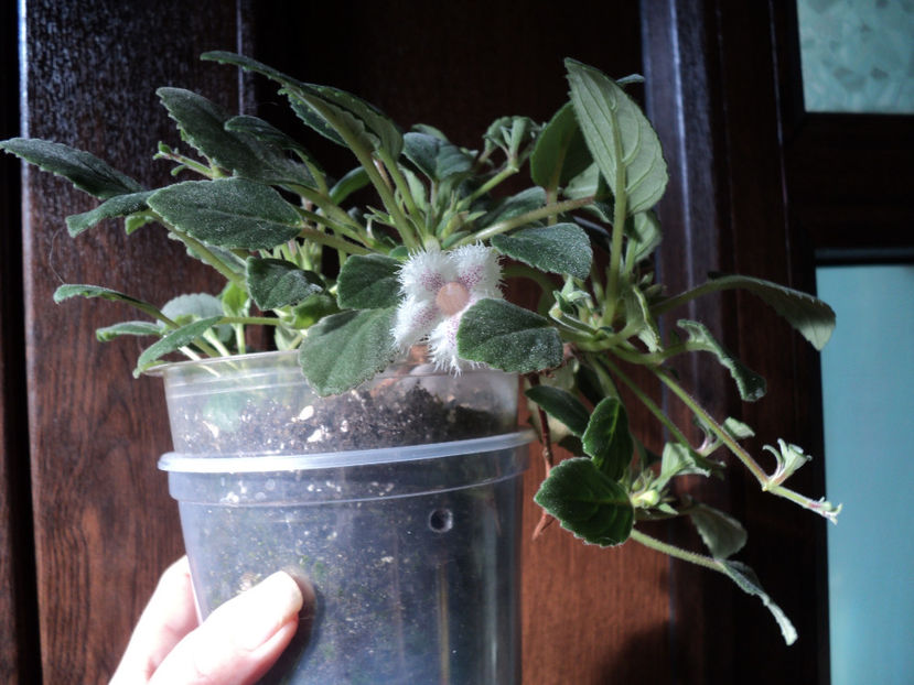 30 mai 2018 - GESNERIACEE