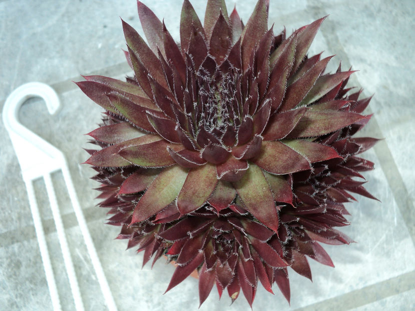 30 mai 2018 - CACTUSI SI SUCULENTE