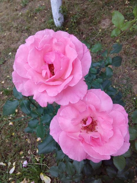  - TRANDAFIRI 2018-2019