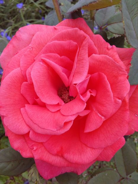  - TRANDAFIRI 2018-2019