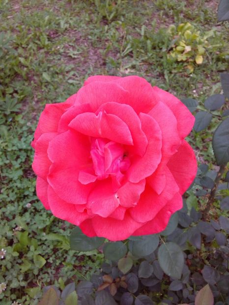  - TRANDAFIRI 2018-2019