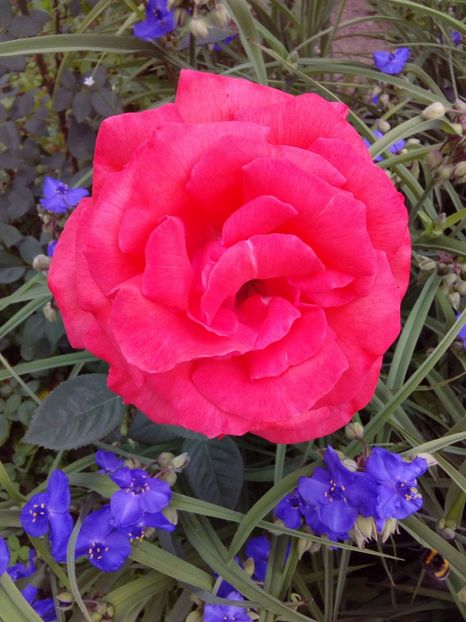  - TRANDAFIRI 2018-2019