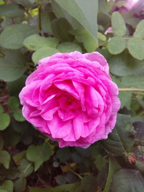  - TRANDAFIRI 2018-2019