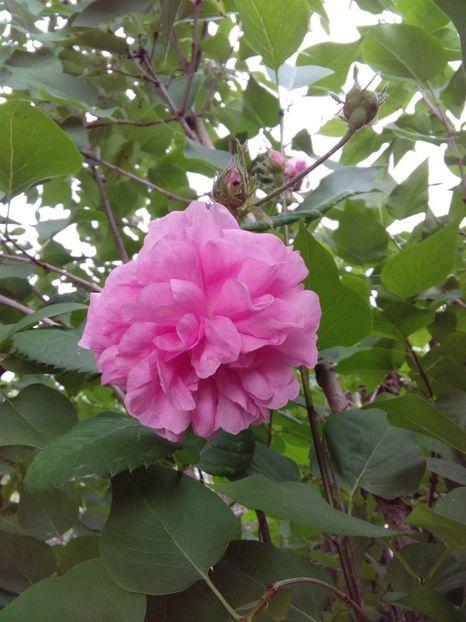  - TRANDAFIRI 2018-2019