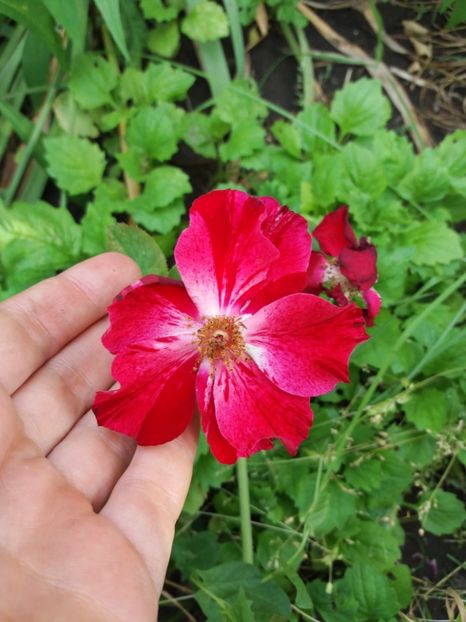  - Gradina 2- 2018