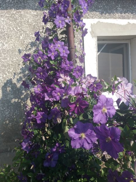  - Gradina 2- 2018