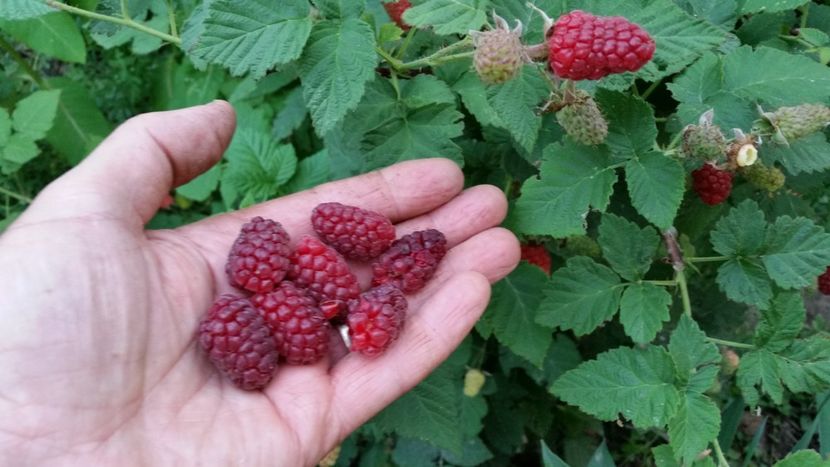 Tayberry - arbori fructiferi 2018