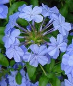 Plumbago bleu flori - alte flori 2